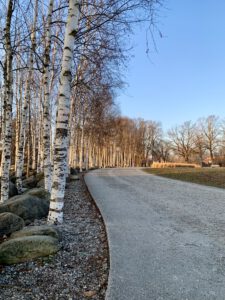 Ein Ausflug mit Kindern in Augsburg. Birkenwäldchen im Sheridan Park in Augsburg Pfersee im Winter