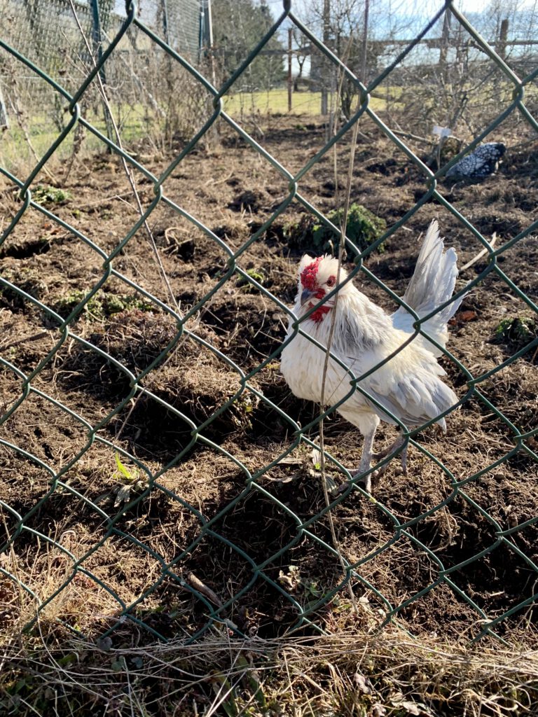 Hühner auf Gut Morhard Familienausflug Gut Morhard Nahaufnahme eines Huhns auf Gut Morhard. Bauernhof-Erlebnis für Kinder in Augsburg.