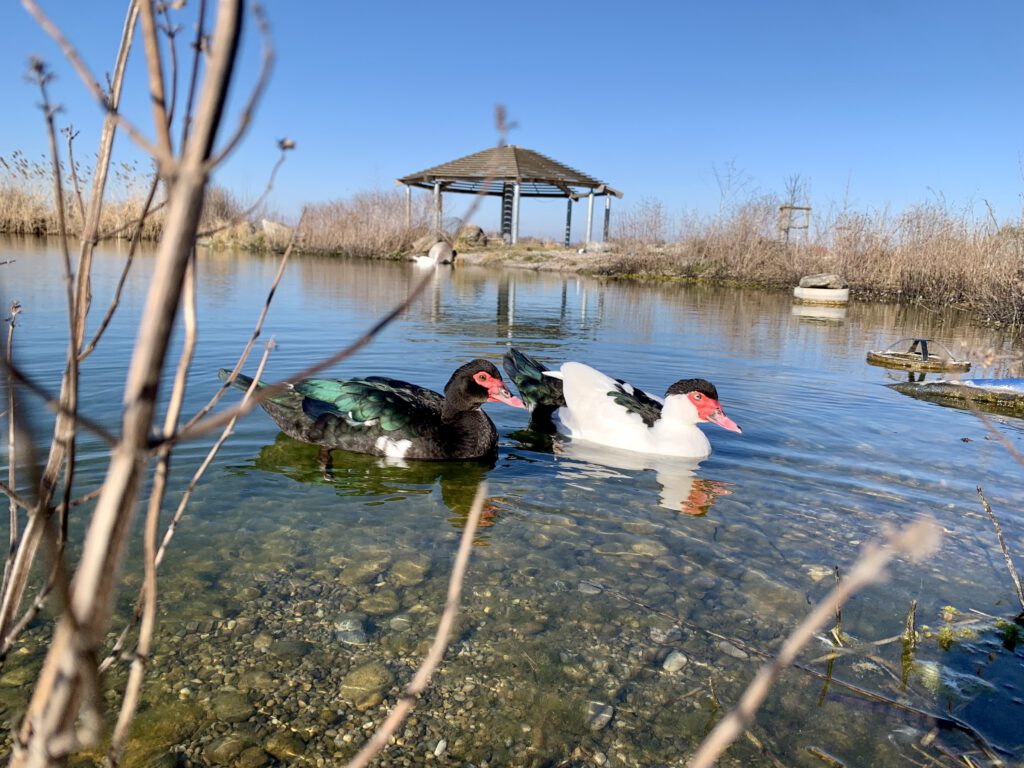 Ausflug Augsburg mit Kindern Gut Morhard Enten schwimmen auf einem ruhigen Teich auf Gut Morhard, Königsbrunn. Tierbeobachtung für Kinder im Augsburger Umland.