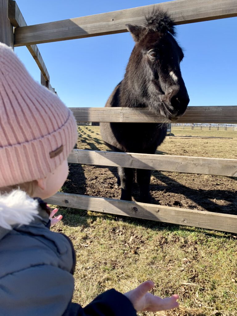 Muli Gut Morhard Ausflug Augsburg mit Kindern Gerne, hier ist eine Alt-Text-Beschreibung für ein Bild, auf dem ein Kind von hinten ein Muli anschaut: „Kind betrachtet von hinten ein Muli auf Gut Morhard, Königsbrunn. Tiere hautnah für Kinder im Augsburger Umland.