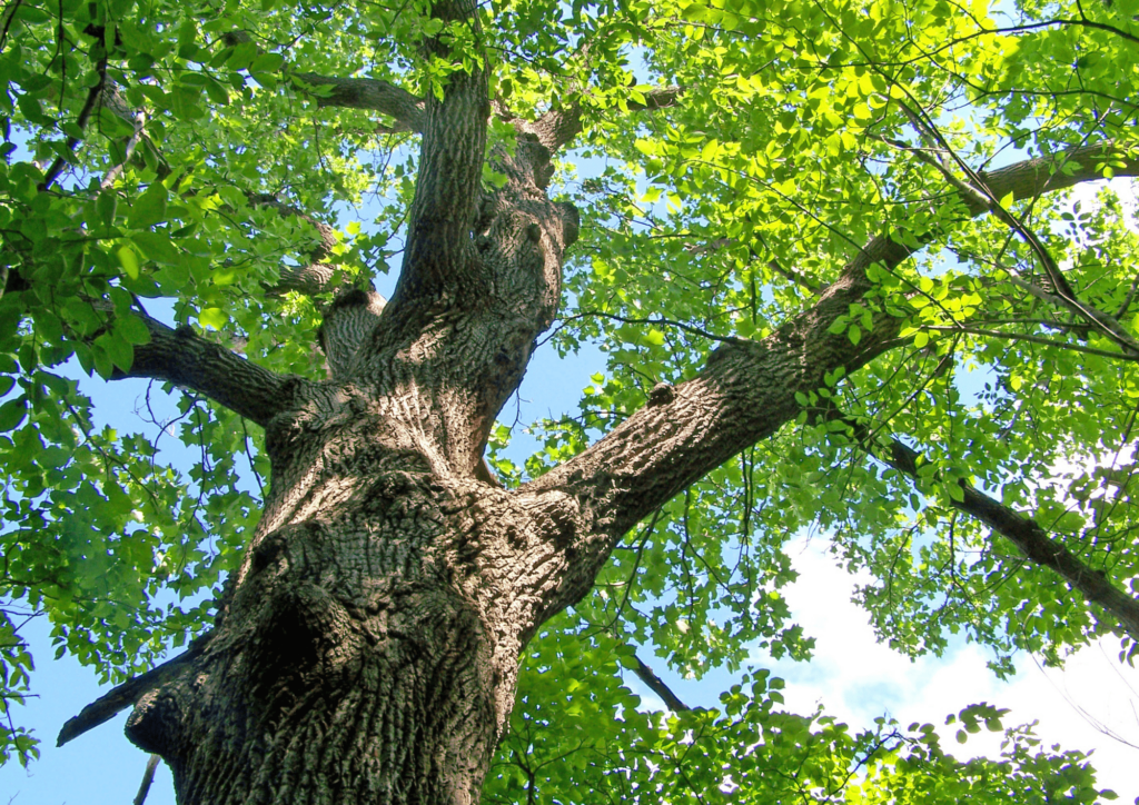 baum-sommer-siebentischwald Ein großer Baum spendet Schatten, ideal bei Sommerausflügen in Augsburg. Der Siebentischwald ist ein ideales Zeil für Familien. Große Bäume spenden Schatten, das Parkäusl lädt zum Verweilen ein und auf dem Spielplatz können sich die Kinder austoben.