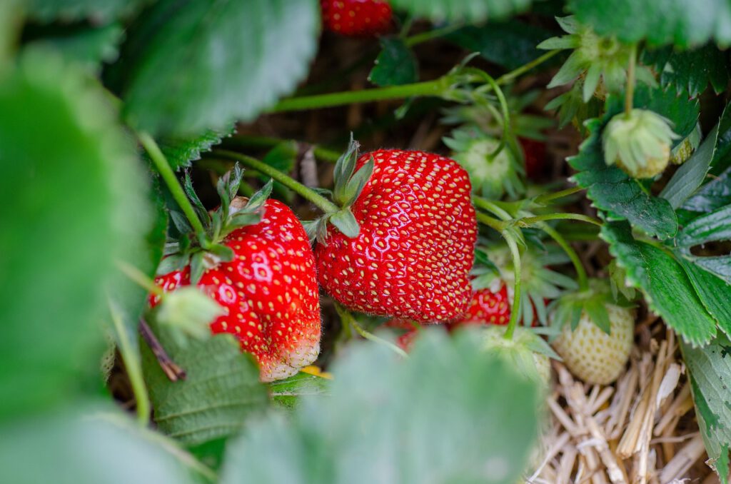 familienausfluege-region-augsburg-mahls-obsthof.jpg Erdbeeren auf einem Erdbeerfeld