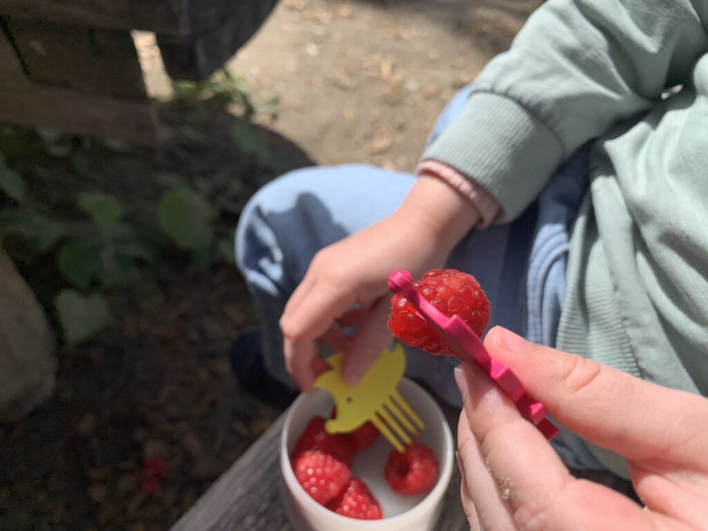 Kleinkind isst Himbeeren mit bunten Snackpieksern von Pieksi & Griffel – kindgerechtes Fingerfood für die Lunchbox.